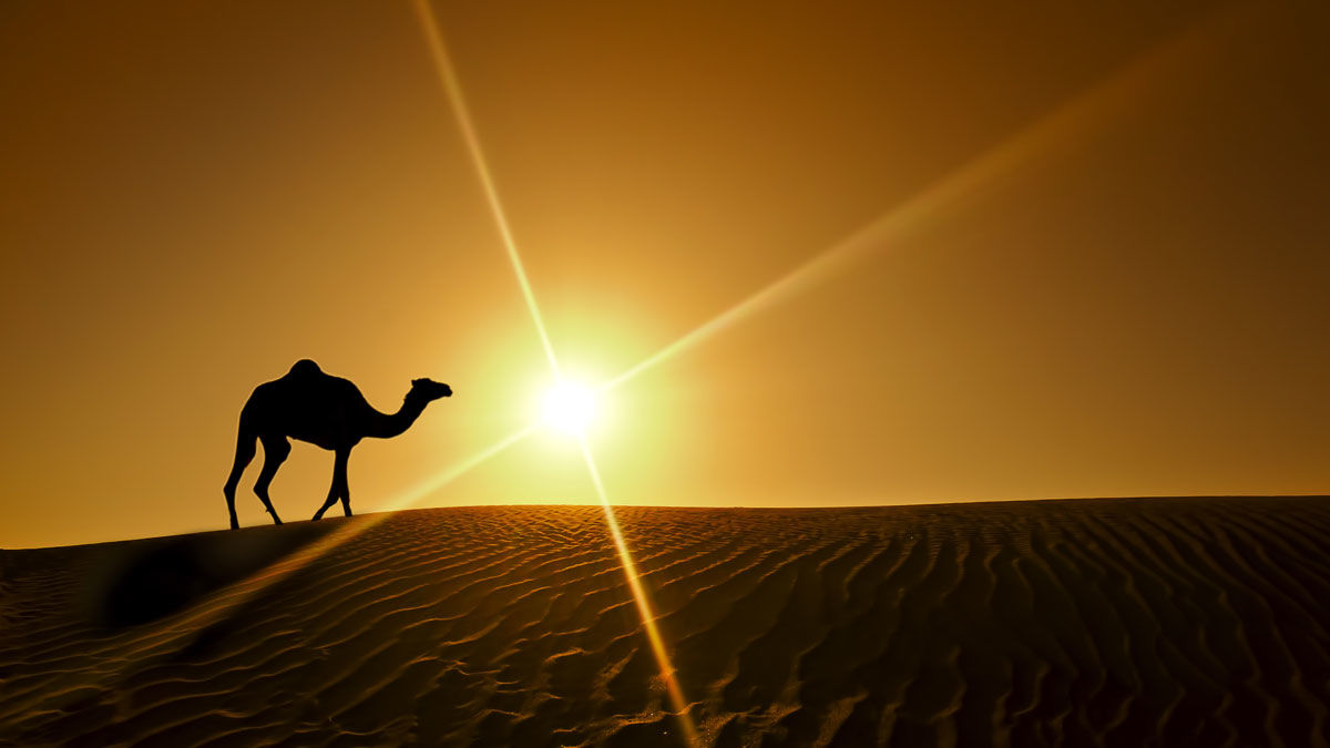 カートン パレス ホテル ドバイ エクステリア 写真 The Sahara Desert